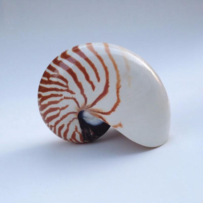 Buy Natural Pearly Screw Nautilus Conch Shells Coral Collectible Sea Snail Home Furnishing Decoration At Affordable Prices Price 18 Usd Free Shipping Real Reviews With Photos Joom Buy Natural Pearly Screw Nautilus Conch Shells Coral Collectible Sea Snail Home Furnishing Decoration At Affordable Prices Price 18 Usd Free Shipping Real Reviews With Photos Joom