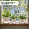 T4U 16cm Watering Set of Houseplant Watering Pot with Watering Perfect for Indoor and Outdoor Potted and Flowers Planter, Plastic, 4, Pots, Stylish,