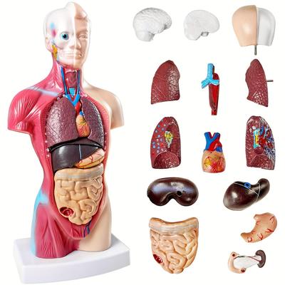 Human Anatomical Model of 26.67 Cm Removable Organ - Durable PVC, Suitable for Medical Students and Educational Displays
