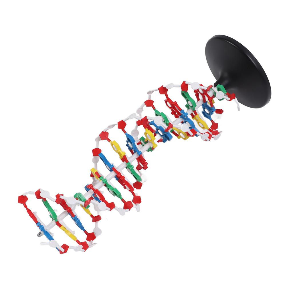 DNA Structure Model Plastic Educational DNA Double Helix Model Teaching Equipment