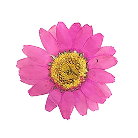 12 sztuk Prasowane Suszone Naturalne Kwiaty Żywica Epoksydowa Crafting Paznokci DIY Dekoracja Telefonu