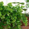 1/3PCS Artificial Ivy Plants Plastic Leaf Wedding Outdoor Festival Home Balcony Garden Arch Wall Office Diy Hot Sale Decorations