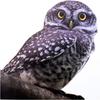 8.2 x 8.2-inch Realistic Owl Removable Vinyl Sticker for Windows (or Any Flat Surface)