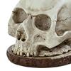 Schädel-förmiger Messerhalter mit Knochenstruktur Dunkles Horror Küchen-Dekor für Halloween Gotischer Stil Stabil Einzigartiges Geschenk für Horror-Fans