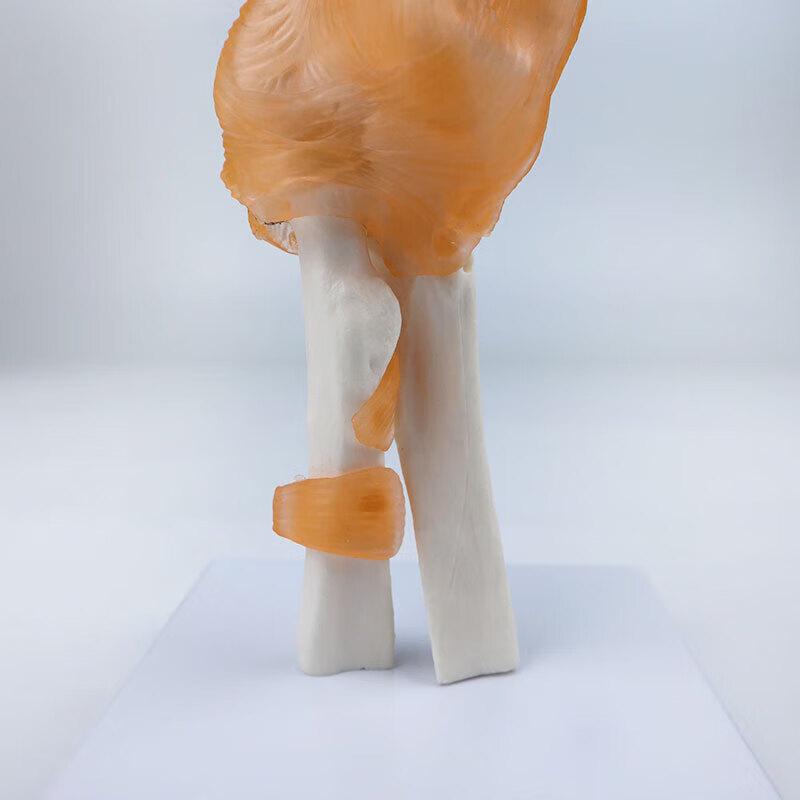 Anatomical Human Elbow Joint Model with Ligaments