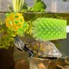 Suction Cup Turtle Cleaning Brush for Shell Scrubbing Durable Bristle Cleaner Accessory for Aquarium Turtle Tank Decor