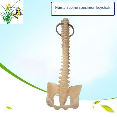 Miniaturowy Brelok Kręgosłup Człowieka - Model Szkieletu Kręgów Lędźwiowych