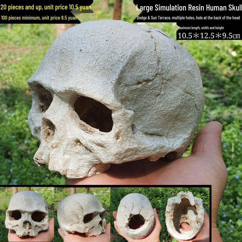 Akril Hüllőtenyésztő Doboz Dekoratív Koponyával