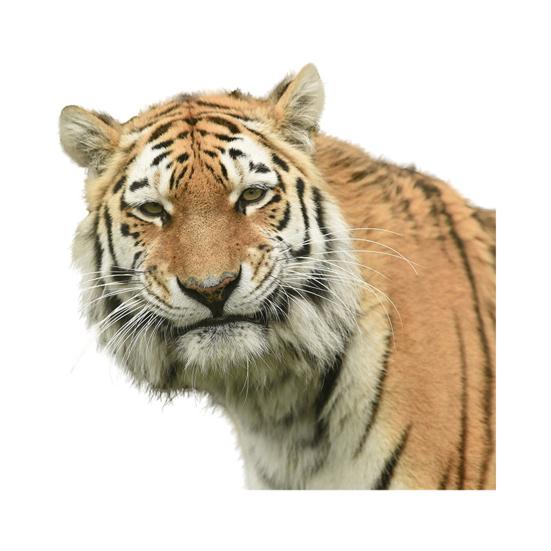 

Наклейки на стену с узором тигра, новинка, ПВХ, наклейка на стену для детской комнаты A