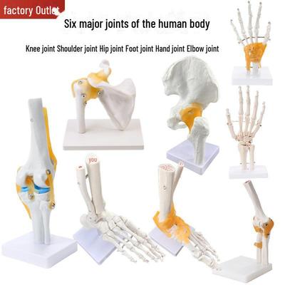 4-in-1 Human Skeleton Model with Major Joints: Knee, Foot, Hand, Shoulder, Elbow, Hip.