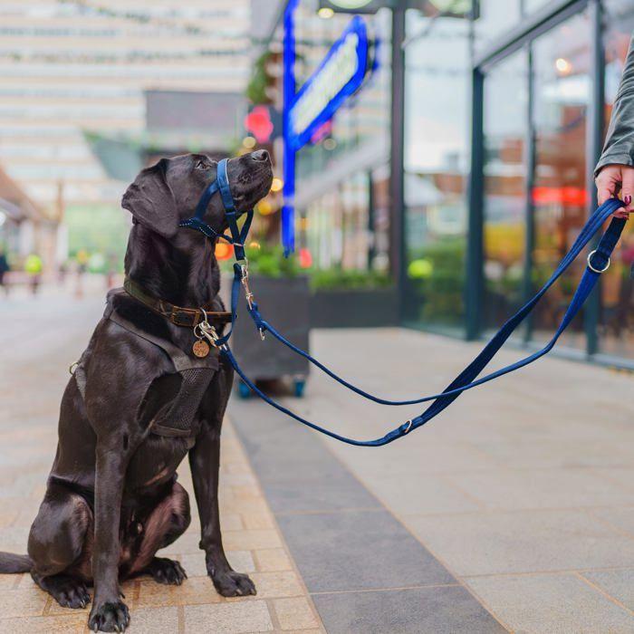 Laisse éducative - Company of Animals - Halti - Multi-positions - 2 mousquetons - Confortable