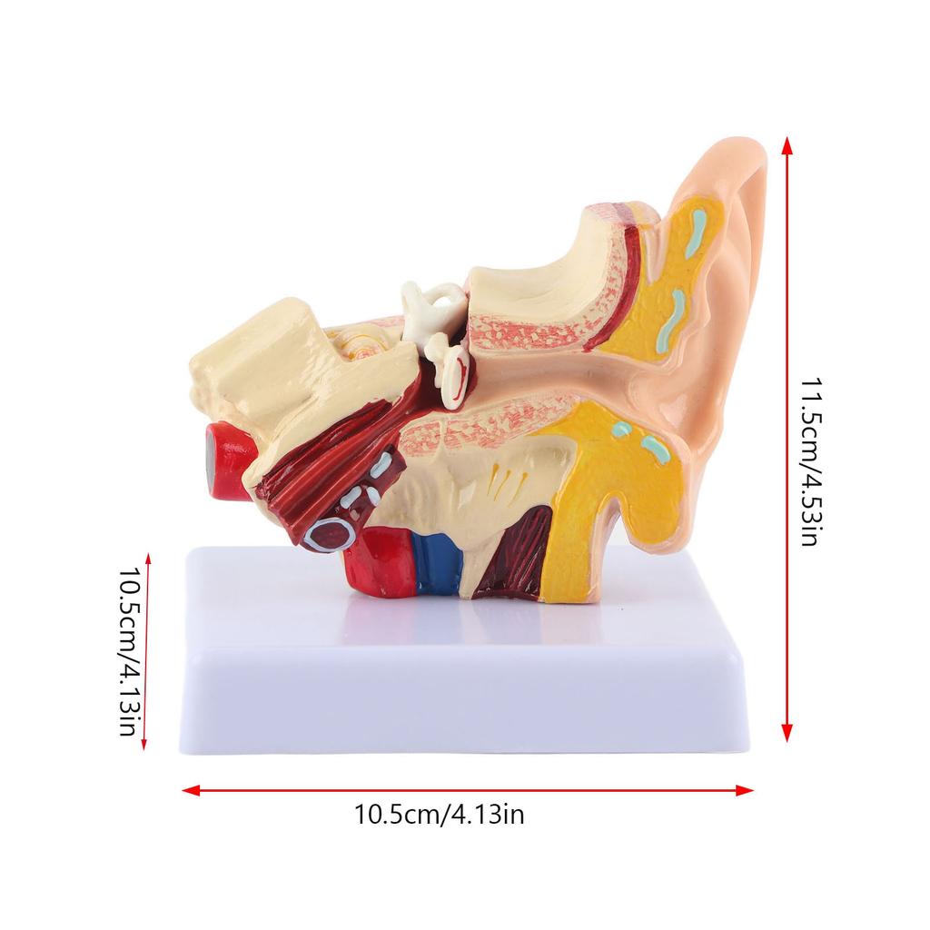 Anatomia Modelului de Ureche 1.5:1 Model Anatomic Uman Mic Mărit, Profesional, Științific, de Simulare