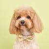Haustier-Pailletten-Bowknot-Halsband, verstellbar, leicht, süß, niedlich, Katze, kleiner, mittelgroßer Hund, Welpe, Halskette, Heimtierbedarf