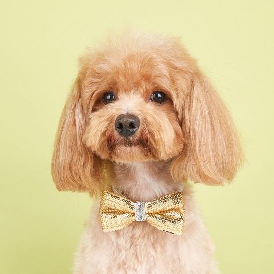 Haustier-Pailletten-Bowknot-Halsband, verstellbar, leicht, süß, niedlich, Katze, kleiner, mittelgroßer Hund, Welpe, Halskette, Heimtierbedarf
