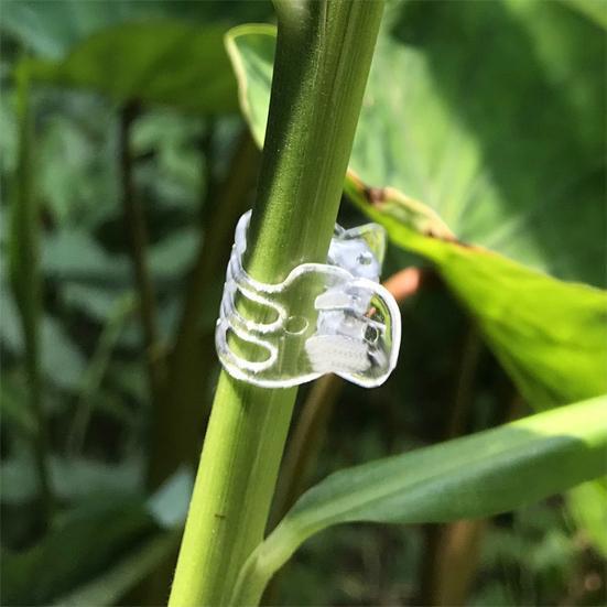 Transparente Pflanzenklammern Kunststoff Phalaenopsis-Klammern Orchideen-Stütz-Klammern für Blumenzweige Kletterpflanzen Ranken Tomaten