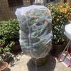 Drawstring Insect Protection Net Bag for Trees, Flowers & Fruit - Bird & Insect Barrier Cover