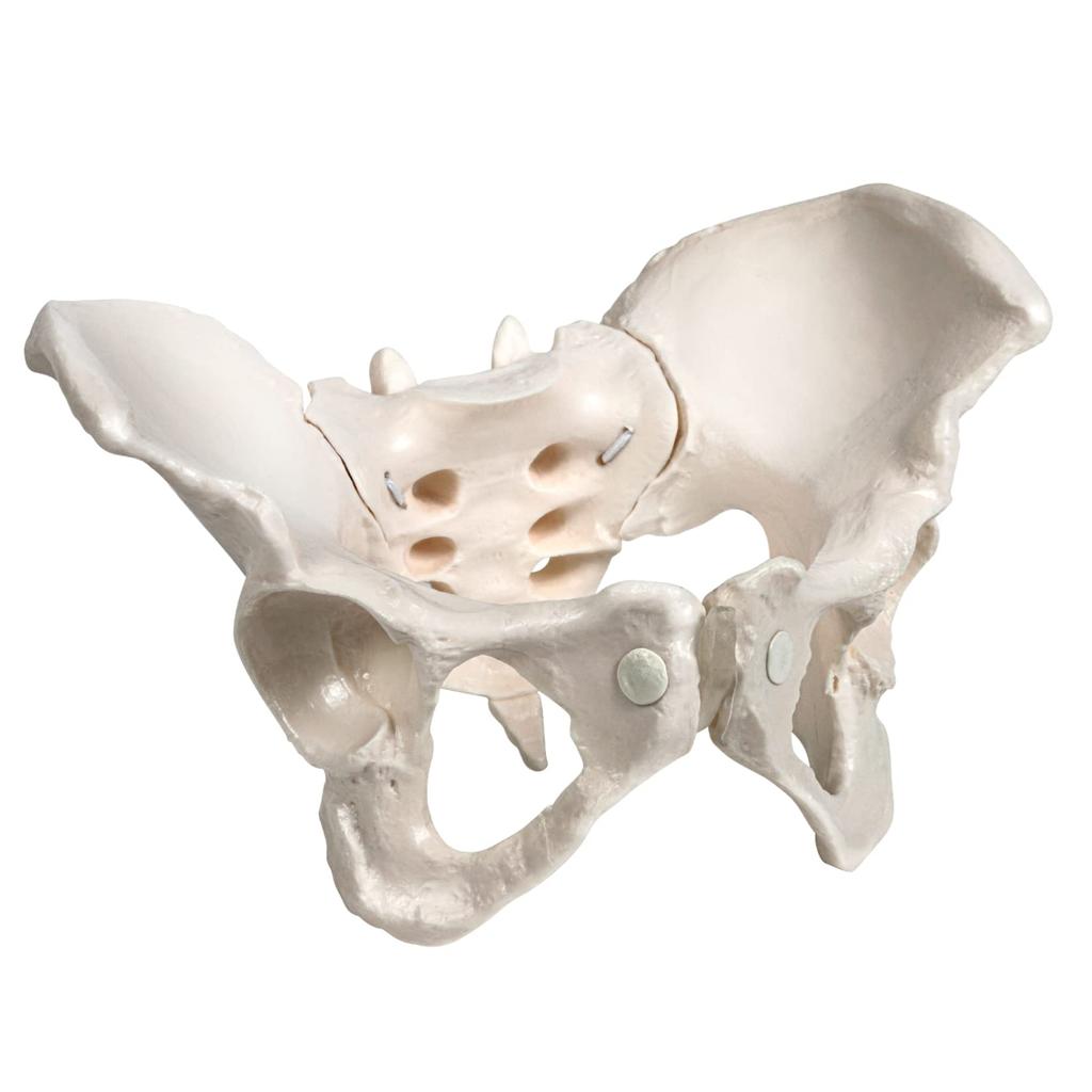 KIYOMARU Pelvis Model That Can Be Moved Human Body Bone Sacroiliac Elastic Female Easily, Model, Model, Joint, Cord, Mobility,