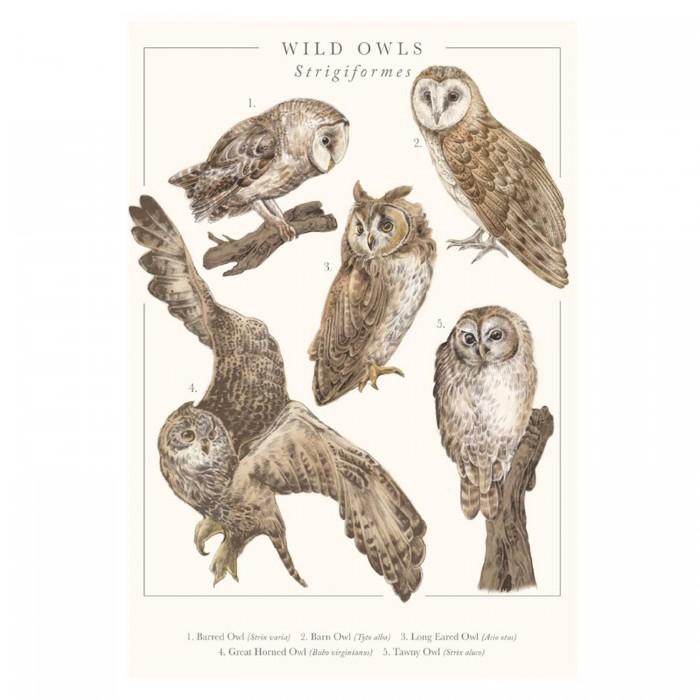 Tall Boy Prints Wild Owls Print