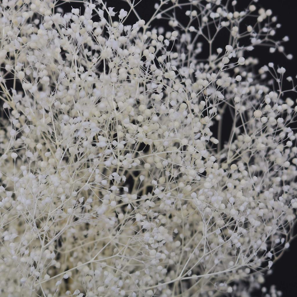 Takeda Large Length 350mm Baby's Breath, White, Bundle, Approx. [40-0312]