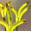 Solar Foxtail Light LED Foxtail Grass Solar-Powered Garden Light Decorative Light-up Foxtail Plant for Outdoor Yard Patio Lawn