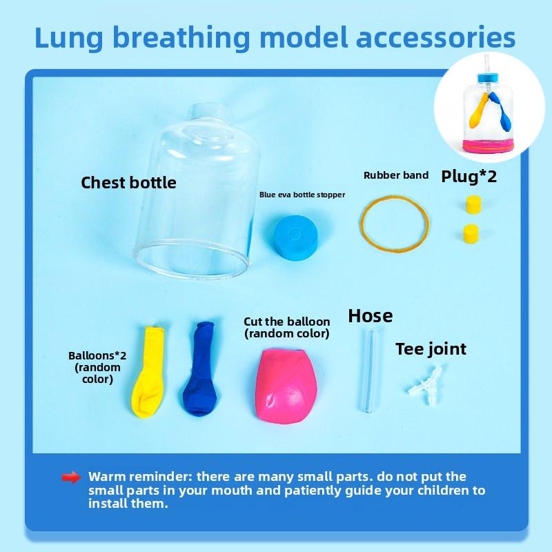 Biology Science Kit Lung Respiratory Model For Kids Educational Science Projects