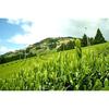 Grüner Tee Pulver 200g x 3 Beutel (600g) Massenverwendung (Sencha-Pulver) 100 aus Kakegawa Präfektur Shizuoka