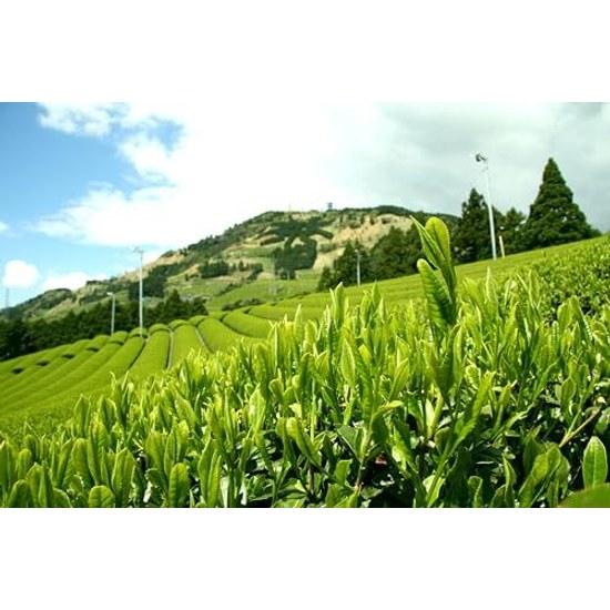 Grüner Tee Pulver 200g x 3 Beutel (600g) Massenverwendung (Sencha-Pulver) 100 aus Kakegawa Präfektur Shizuoka