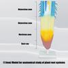 Professional Anatomical Plant Root Model Realistic Plant Root Anatomy Model For Classroom Learning And Lab