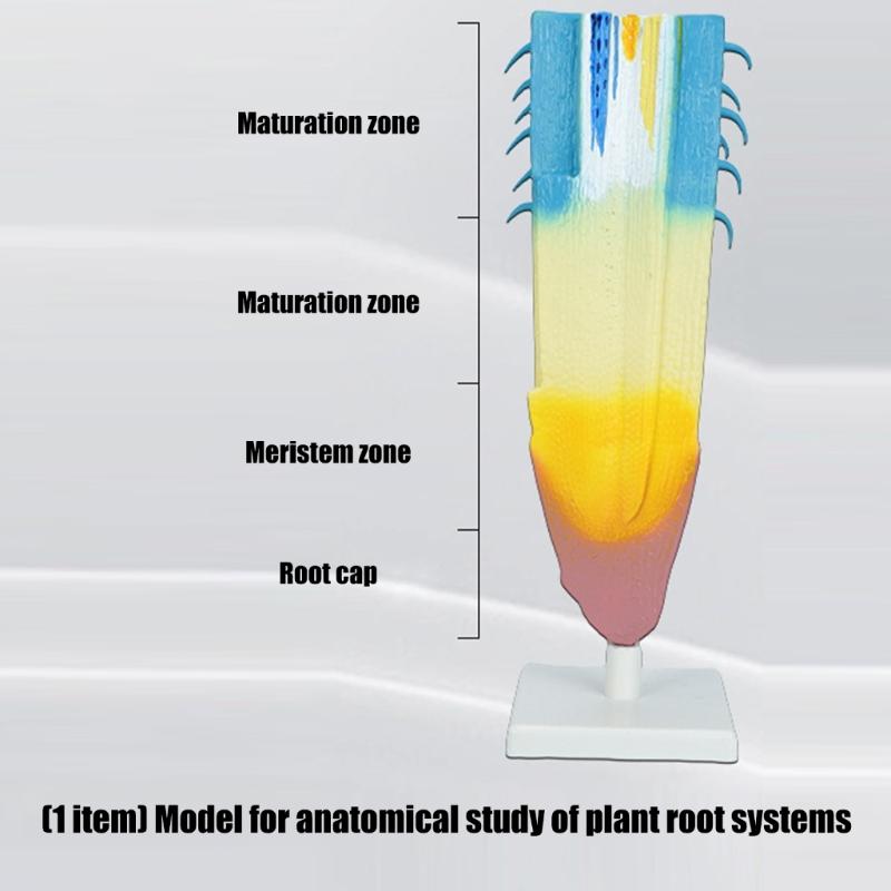 Professional Anatomical Plant Root Model Realistic Plant Root Anatomy Model For Classroom Learning And Lab