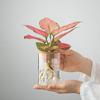 Glass Hydroponic Flower Holder Thickened Mountain Viewing Bottle Flower Pot  Fish Tank