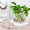 Hydroponic Tulip Glass Vase: Transparent Square Pot for Pothos and Water Plants