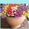 Artificial Mini Daisy Flower Bouquet For Home Decor And Wedding Centerpiece