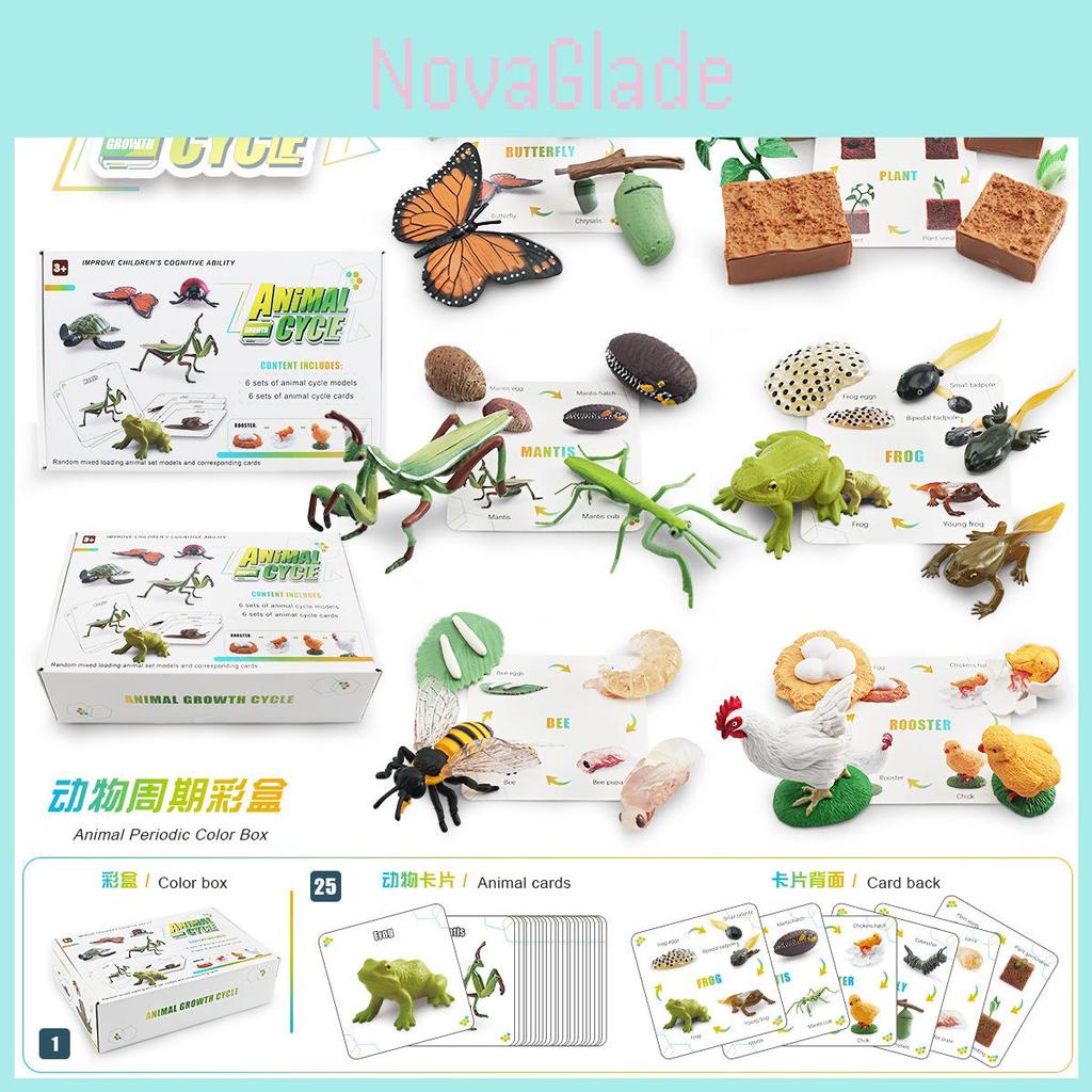 Engaging 25 Piece Insect Life Cycle Card Set With Stunning Realistic Pvc Insect Figures