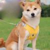 Coleira para Cão, Colete Refletivo com Peitoral e Tira Dorsal para Animais de Estimação, Coleira para Passeio de Cães de Pequeno e Médio Porte, Coleira Antifuga para Cães