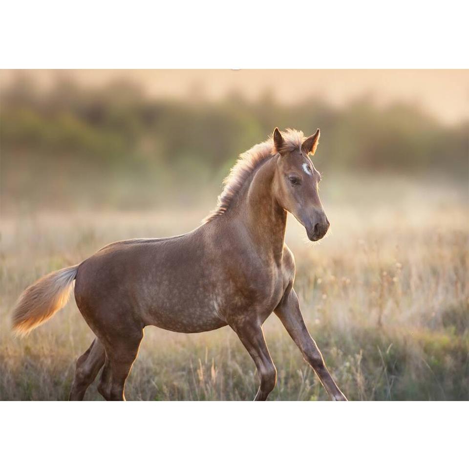 5D DIY Diamond Painting Animal Cross Stitch Kit Full Diamond Embroidery Horse Rhinestone Picture Mosaic Home Decoration Gift