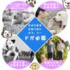 SUSWIM Durable Dog 150cm x with Sponge Handle and Highly Visible Luminous Suitable for Medium and Large Bonus Hognse Included Leash, 1.2cm,