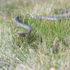 Novelty Realistic Snake Prank Toy Clip On Snake Chases Person Practical Joke Toy Interesting Snake Pranks Party Supply