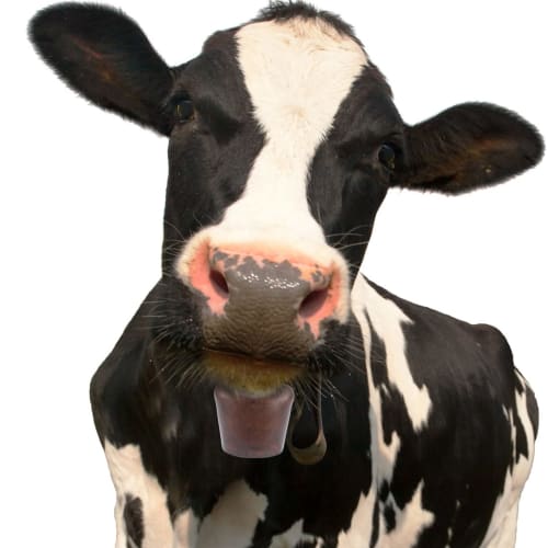 BUGUUYO 2-teilige Vintage Kuhglocke Mini-Glocke, Laute Bronze-Glocke für Kälteempfindliche Hunde, Nutztierglocke, Vintage-Glocke, Kleine Messingglocke, Handwerks-Retro-Glocke, Cu