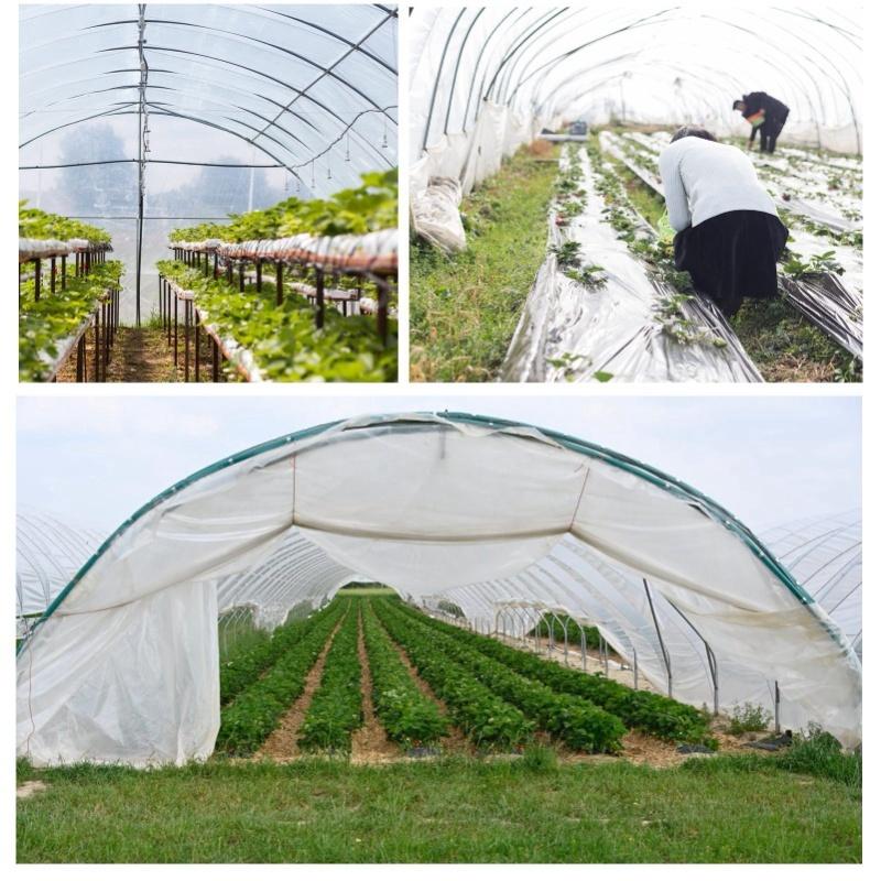 PE Plastic Film Transparent Dustproof Garden Plant Cover Greenhouse Agricultural Accessory2x10m / 6.6x32.8ft