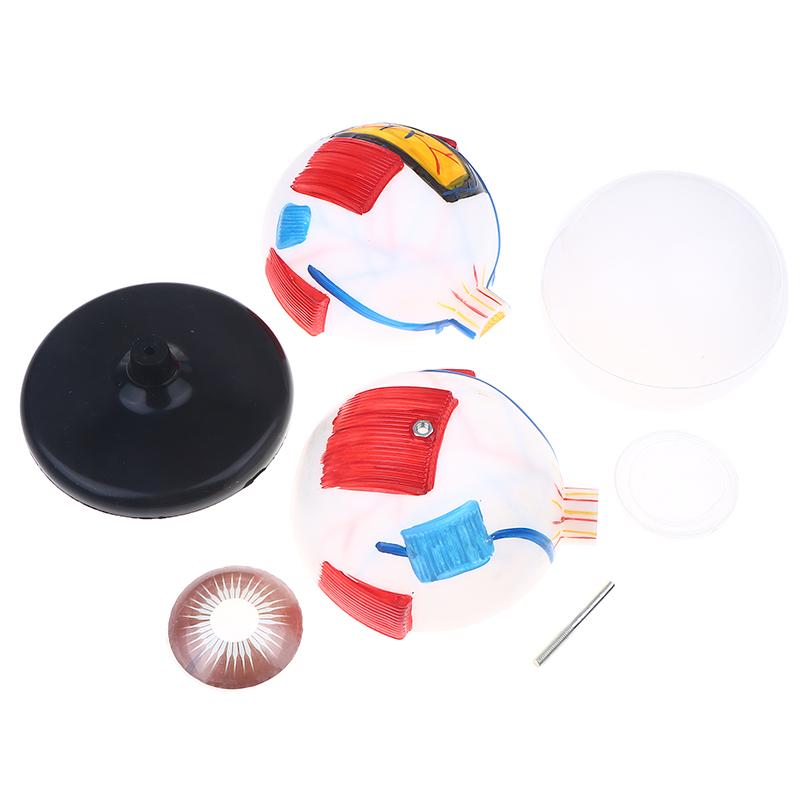 Eyeball Anatomy Model For Eye Diseases Study, 6X Human Eye Anatomy Model Eye Anatomy Model Human Organs Teaching Prop