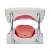 Dental Teeth Model Enlarged 6 Times Standard Size Mouth for Displaying
