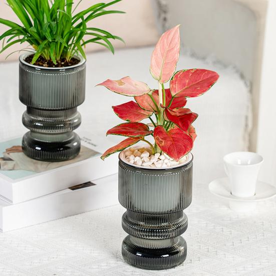 Self Watering Flowerpot with Transparent Bottle and Water Level Indicator for Indoor Plants Self-Absorbing Planter with Double-Layer Ventilation