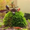 1pcs Aquarium Moss Ball Holder, Fish Tank DIY Moss Ball Shape Former Modeling, Moss Ball Holder Filter for Aquarium Moss Plant