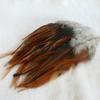 10-15Cm Pheasant Feathers Natural Tail Ringneck For Crafts Long Bulk 50Pcs Plumas Pictures Salon Easter Decoration Goose Trim