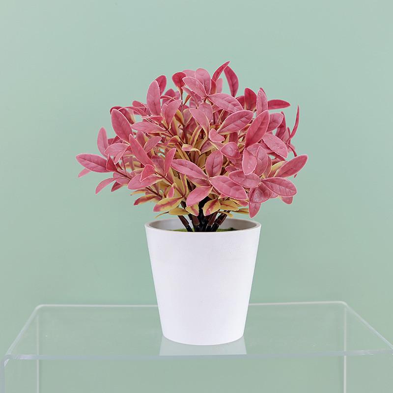 Buxus Sinica Rehd Eucalyptus Robusta Potted Plant Indoor Decor For Home