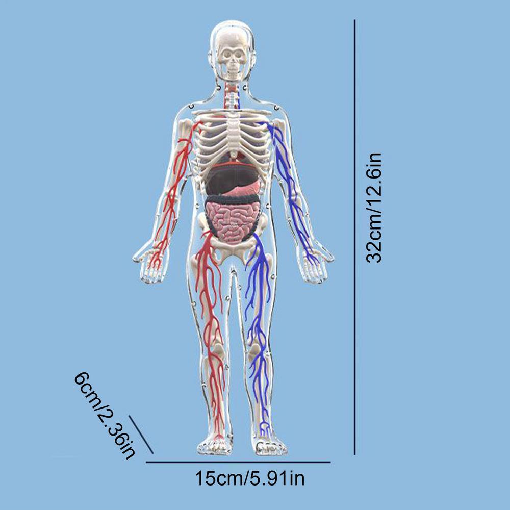 Модель человеческого тела 4D Скелет Прозрачная модель человеческого тела Светящаяся фигура Гостиная Спальня Кабинет Настольный дисплей чистый