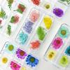 6-Grid Natural Dried Flowers for Nail Art - Japanese Style Sunflower & Baby's Breath DIY Decorations