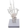 Monolife Hand Joint Model, Hand Skeleton Model, Educational Model, Right Hand, Wrist, Articulated Type