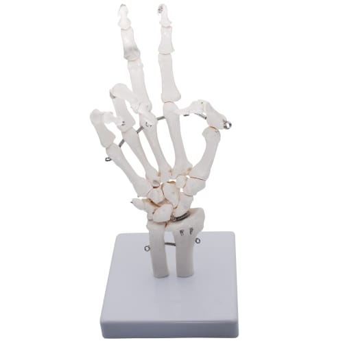 Monolife Hand Joint Model, Hand Skeleton Model, Educational Model, Right Hand, Wrist, Articulated Type