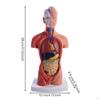 Human Torso Structural Model Removable for Children